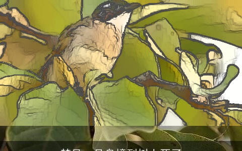 梦见一只鸟撞到树上死了