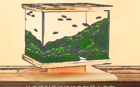 让自己财源滚滚的鱼缸风水考究