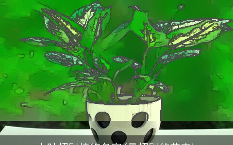 大叶招财植物名字(最招财的花卉)