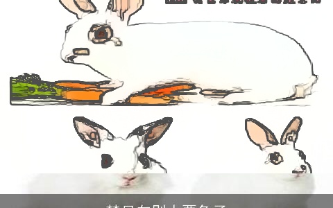 梦见向别人要兔子