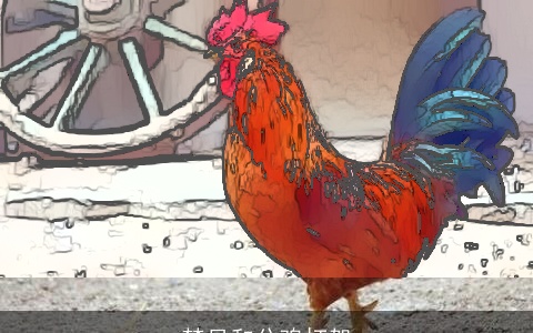 梦见和公鸡打架