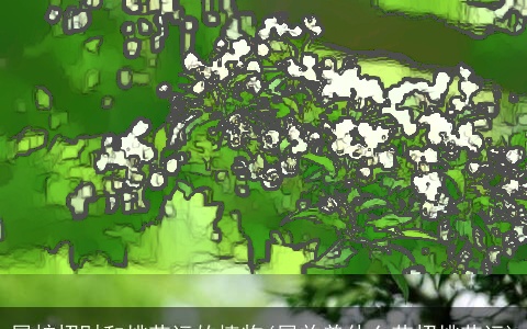 属蛇招财和桃花运的植物(属羊养什么花招桃花运)