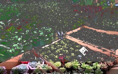 家中合适摆放些什么花卉植物