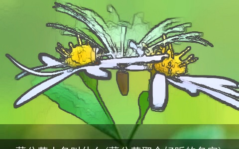 蒲公英土名叫什么(蒲公英取个好听的名字)