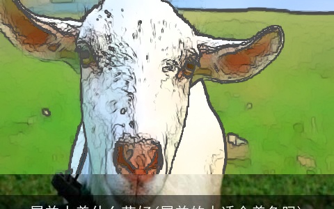 属羊人养什么花好(属羊的人适合养鱼吗)