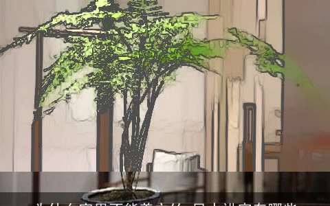 为什么家里不能养文竹 风水讲究有哪些