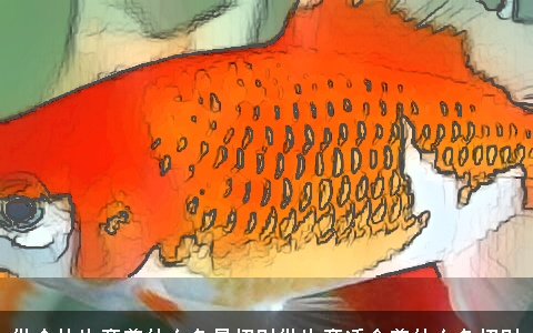 做个体生意养什么鱼最招财做生意适合养什么鱼招财