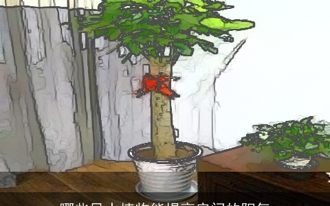 哪些风水植物能提高房间的阳气