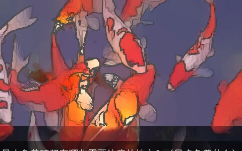 风水鱼养殖都有哪些需要注意的地方？（风水鱼养什么）