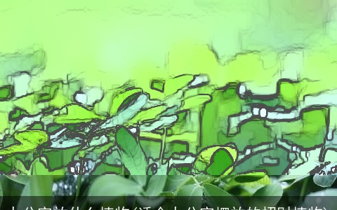 办公室放什么植物(适合办公室摆放的招财植物)