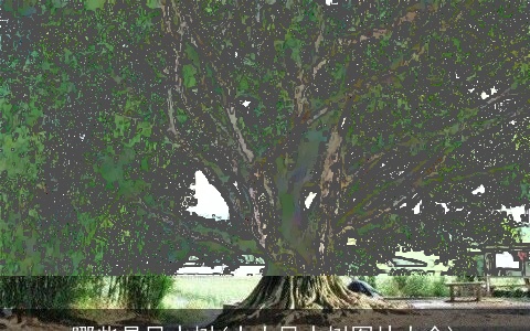 哪些是风水树(十大风水树图片大全)