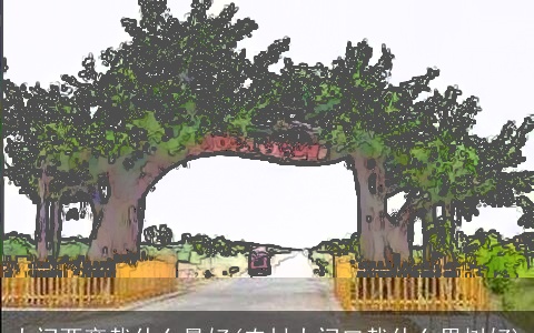 大门两旁栽什么最好(农村大门口栽什么果树好)