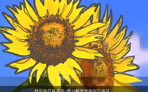 梦见向日葵花开_周公解梦梦到向日葵花开是什么意思_做梦梦见向日葵花开好不好