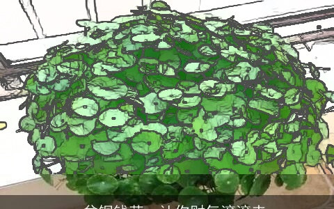 一盆铜钱草，让你财气滚滚来