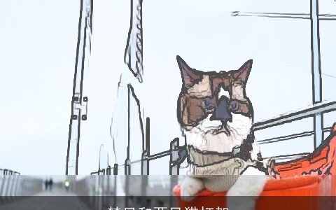 梦见和两只猫打架