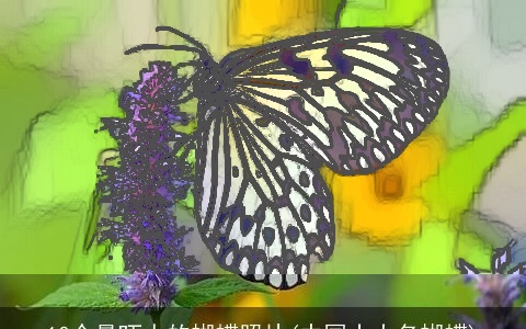 10个最吓人的蝴蝶照片(中国十大名蝴蝶)