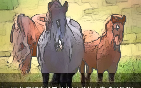 属马的车牌吉祥字母(属羊开什么车牌号最旺)