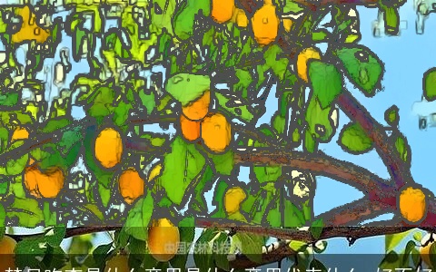 梦见吃杏是什么意思是什么意思代表什么 好不好