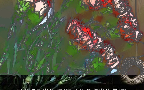 属龙初几出生好(属龙的几点出生最好)