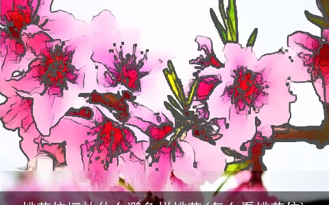 桃花位摆放什么避免烂桃花(怎么看桃花位)