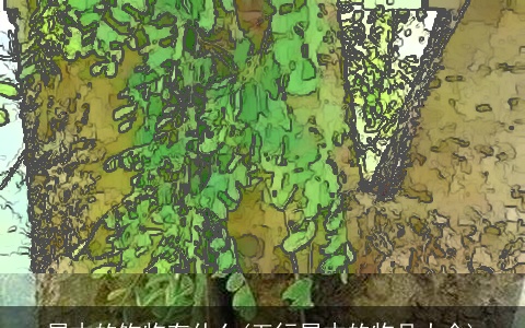 属木的饰物有什么(五行属木的物品大全)