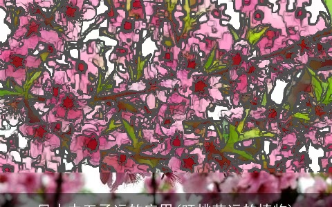 风水中五子运的应用(旺桃花运的植物)