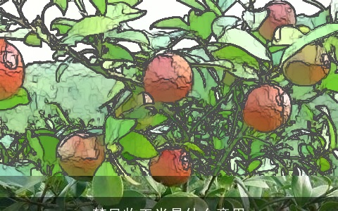 梦见收玉米是什么意思