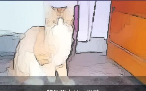 梦见死去的小男孩