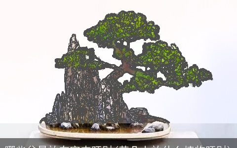 哪些盆景放在室内旺财(茶几上放什么植物旺财)