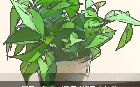 家养绿萝好吗(家养杜鹃花好不好)