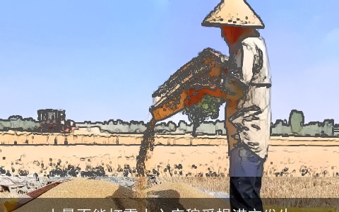 小暑不能打雷小心庄稼受损涝灾发生