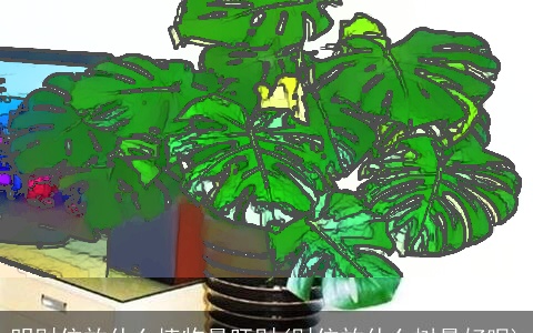 明财位放什么植物最旺财(财位放什么树最好呢)