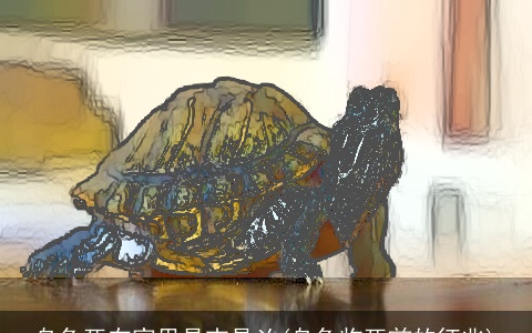 乌龟死在家里是吉是凶(乌龟临死前的征兆)