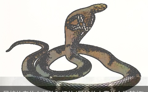 属蛇的有什么好处和坏处(属蛇的人带什么比较好)