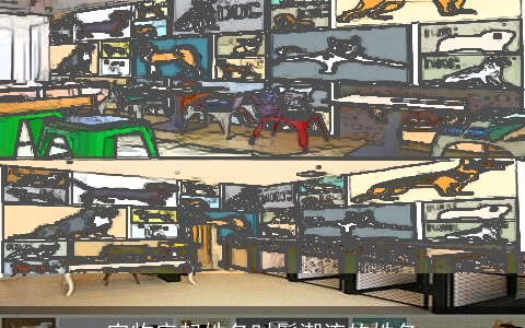 宠物店起姓名时髦潮流的姓名