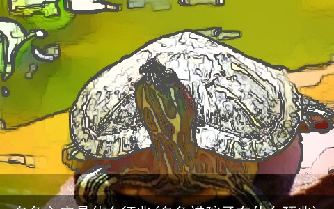 乌龟入宅是什么征兆(乌龟进院子有什么预兆)