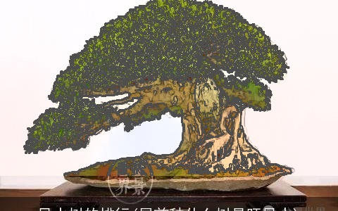 风水树的排行(屋前种什么树最旺风水)