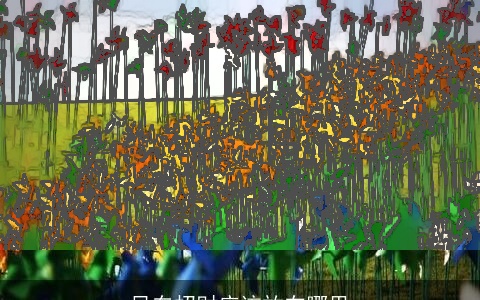 风车招财应该放在哪里