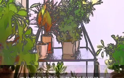 工作室里栽种这些花草破财损健康