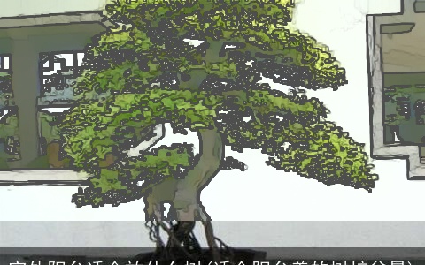 室外阳台适合放什么树(适合阳台养的树桩盆景)