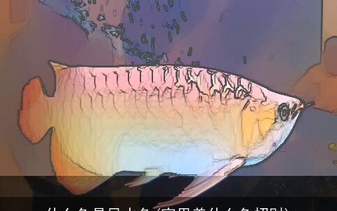 什么鱼是风水鱼(家里养什么鱼招财)