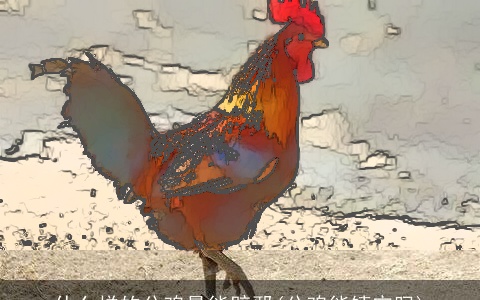 什么样的公鸡最能辟邪(公鸡能镇宅吗)