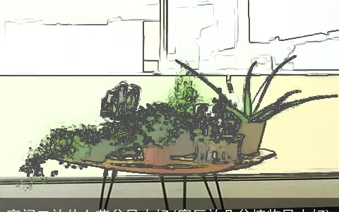 家门口放什么花盆风水好(客厅放几盆植物风水好)