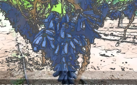 家里院子里为什么不能种葡萄(葡萄树种在院子哪里好)