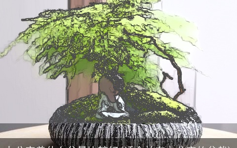 办公室养什么盆景比较好(适合放在办公室的盆栽)