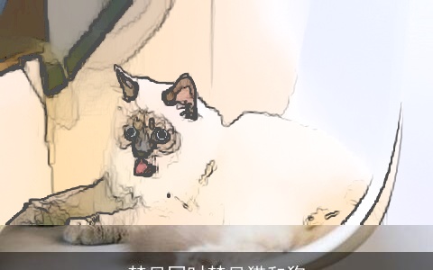 梦见同时梦见猫和狗