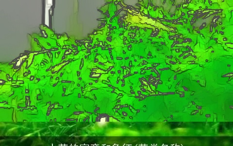 水草的寓意和象征(草类名称)