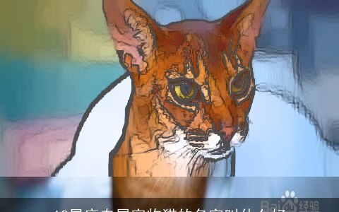 12星座专属宠物猫的名字叫什么好