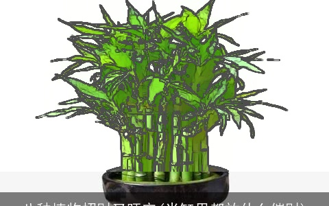 八种植物招财又旺宅(米缸里都放什么催财)