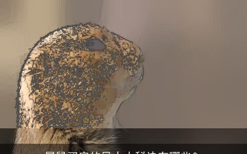 属鼠买房的风水小秘诀有哪些？